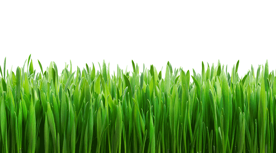 Renewable Plastics