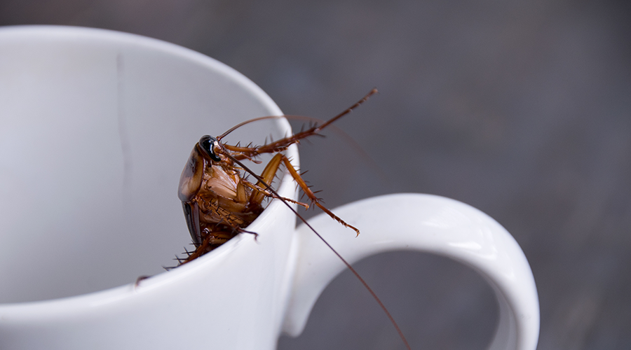 cockroach milk