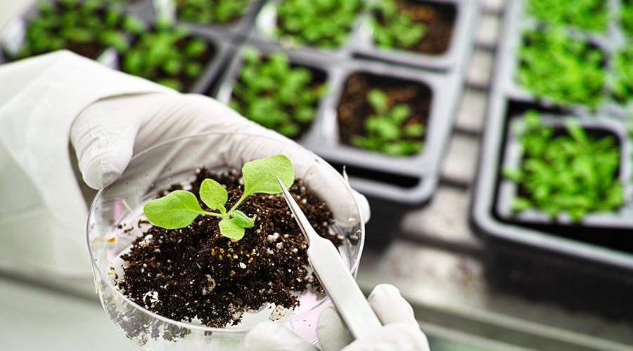 Doctorate In Biotechnology